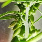 Unopened male pollen sacs on a male cannabis plant