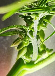 Unopened male pollen sacs on a male cannabis plant