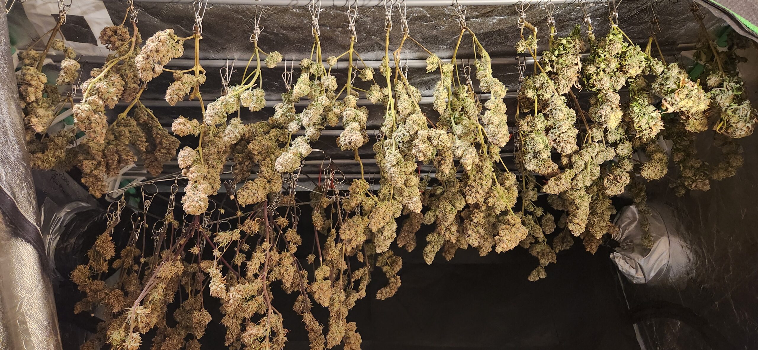 Branches of cannabis buds hung to dry in a grow tent