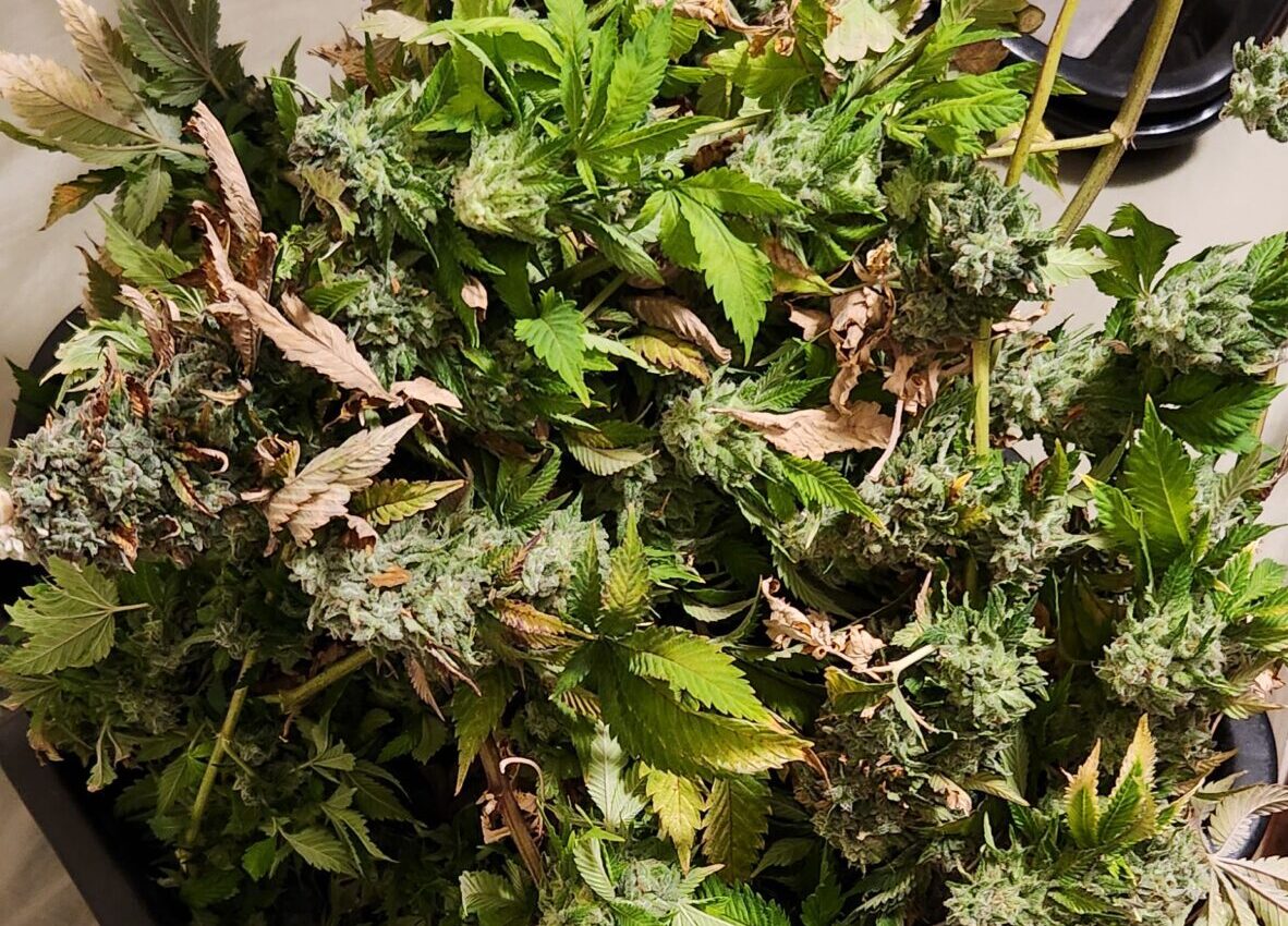Pile of cannabis buds ready to be trimmed